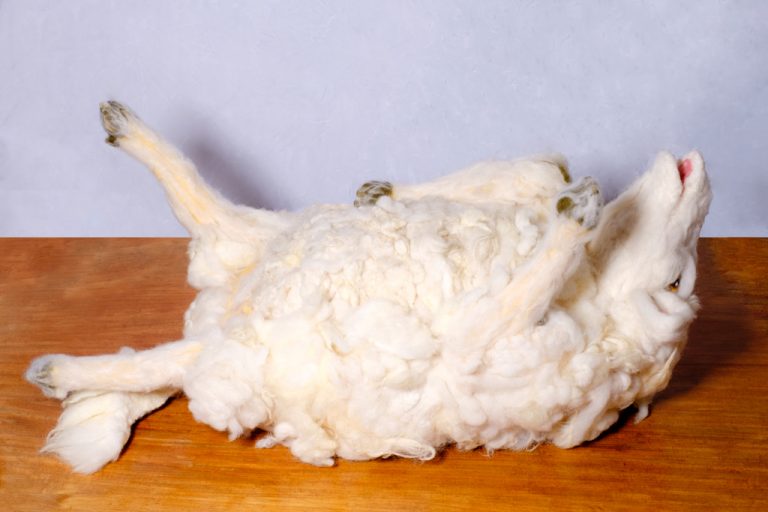 Het schaap op de rug Schapenkunst Het schaap op de rug Schapenkunst